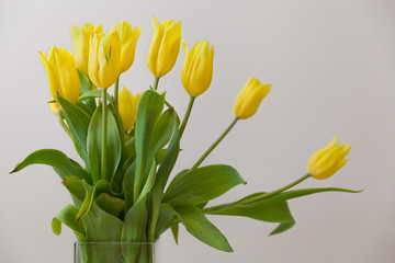 Beautiful spring yellow tulips in glass vase.