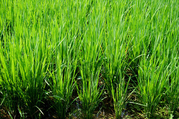 Bali rice field
