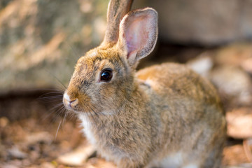 The rabbits in  the farm.