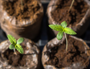 Cannabis seedlings in starter pods.
