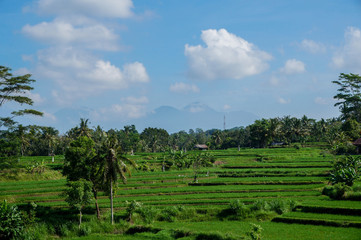 Fototapeta na wymiar Bali Rice Field