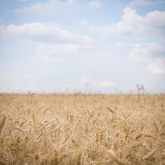 Wheat field on sunny summer day. ears of rye