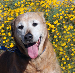 Dog with yellow flowers