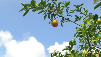 Serie of close shots of oranges in an orange grove in Central Florida, USA - 4
