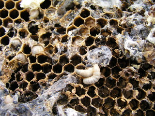 Wax moth larvae on an infected bee nest. The family of bees is sick with a wax moth.