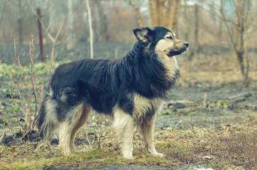 Fototapeta premium Big black dog is standing on earth and looking into the distance
