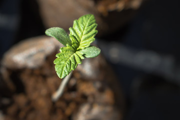 Medical Marijuana Seedling 