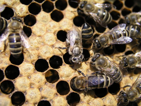 bees crawl around capping brood in brood chamber. newborn on bee