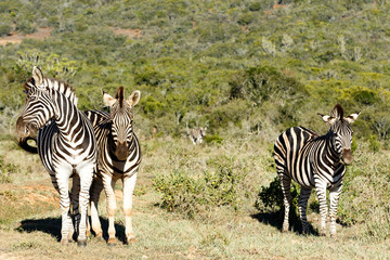 Fototapeta na wymiar Zebra twisting his head and popping his eyes