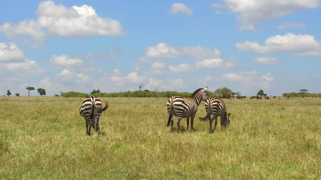 herd of zebras grazing in savanna at africa