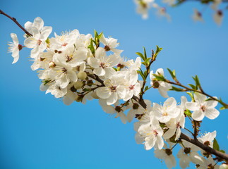 Spring white flowers of cherry tree
