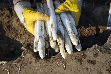 Frisch gestochener weißer Spargel in Händen von einem Erntehelfer auf dem Spargelfeld