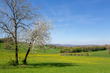 Obraz premium un arbre blanc fleuri en plein campagne