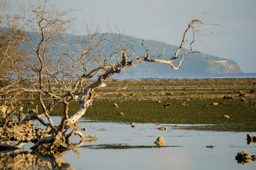 Dead tree and the sea