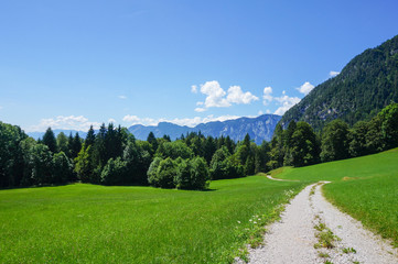 Fototapeta na wymiar Dirt road through vibrant green meadow in Tyrol