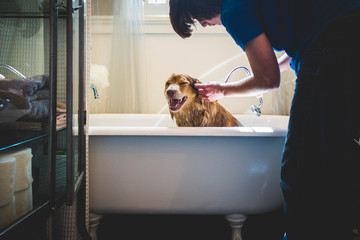 Happy Dog Gets a Bath