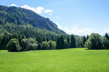 Fototapeta na wymiar Green meadow on a sunny summer's day