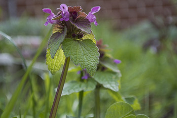 CERTIFIED PLANT, FLOWER