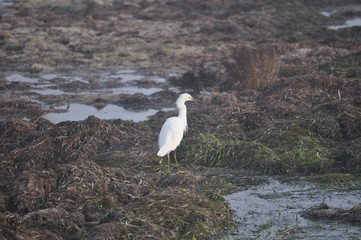 Egret in Kelp