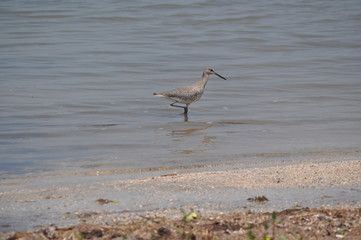 Bird in Water