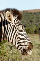 Close up of a Zebra's head
