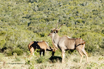 Male kudu standing tall over his female