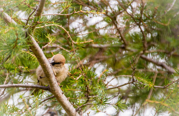 Passer domesticus. Birdwatching. Sparrow.
