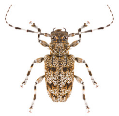 Long-horned beetle Aegomorphus clavipes isolated on white background, dorsal view of long-horned...