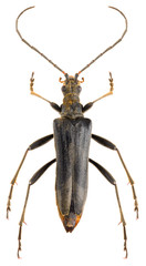 Long-horned beetle Stenocorus meridianus isolated on white background, dorsal view of black beetle