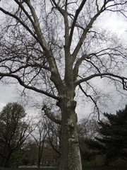 Scary tree, Central Park, New York