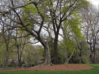 Trees in Spring, Central Park