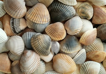 Beautiful seashells background on Florida beach, closeup