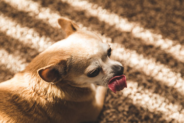 Pet Chihuahua Licking Lips in Sunlight