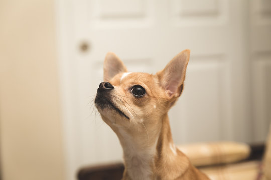 Pet Chihuahua Face Looking Upward
