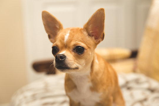 Orange Pet Chihuahua Closeup