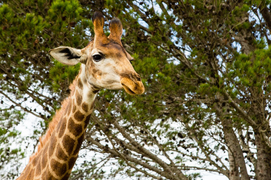  A close up photo of a giraffe's neck and head with trees in the background .Picture taken in Port Elizabeth, South Africa, Circa 2017.