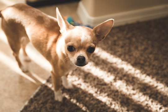 Golden Chihuahua standing in Sunlight