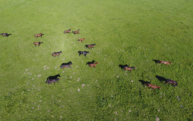 Grazing horses on the field. Shooting horses from quadrocopter. Pasture for horses.