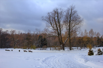 Fototapeta na wymiar Winter park. Russia, Moscow