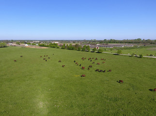 Fototapeta premium Grazing horses on the field. Shooting horses from quadrocopter. Pasture for horses.