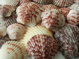 Colored seashells background 