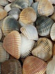 Seachells background, closeup