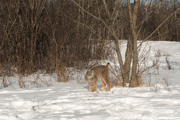 Canadian Lynx (Lynx canadensis) Stands Tall Next to Tree
