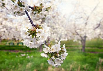 Naklejka premium Kirschblüte im Alten Land bei Jork in der Elbmarsch