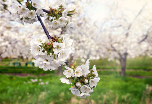 Kirschbl&uuml;te im Alten Land bei Jork in der Elbmarsch