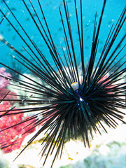Black beautifull sea urchin at Shark Point, Thailand