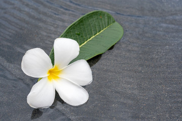 Plumeria flowers frangipani in water pool