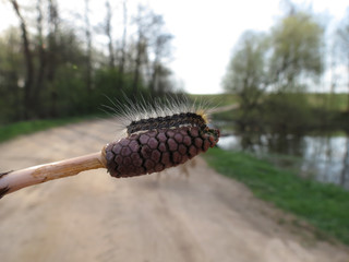 Leaf worm