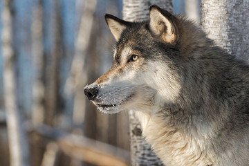 Fototapeta premium Grey Wolf (Canis lupus) Alert Profile Left