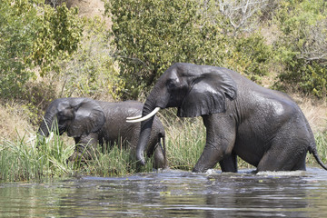 Fototapeta premium Two African elephants emerge from the water of the Nile to the shore